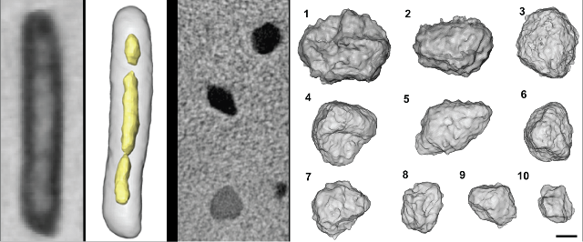 Sample Halo Tomograph